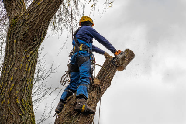 Professional Tree Removal in Ortonville, MI