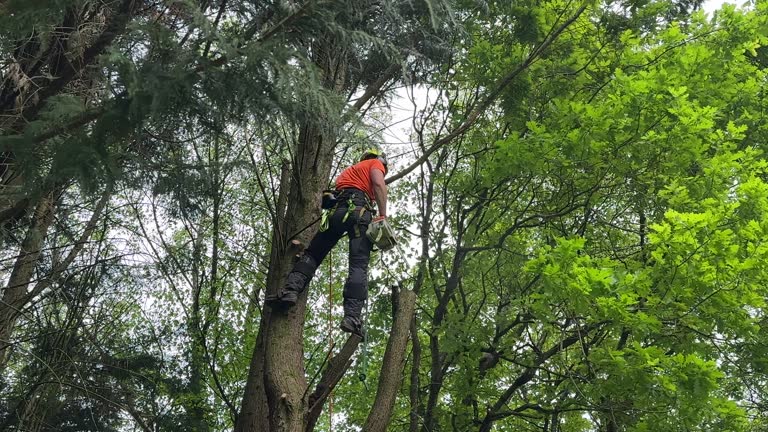 How Our Tree Care Process Works  in  Ortonville, MI